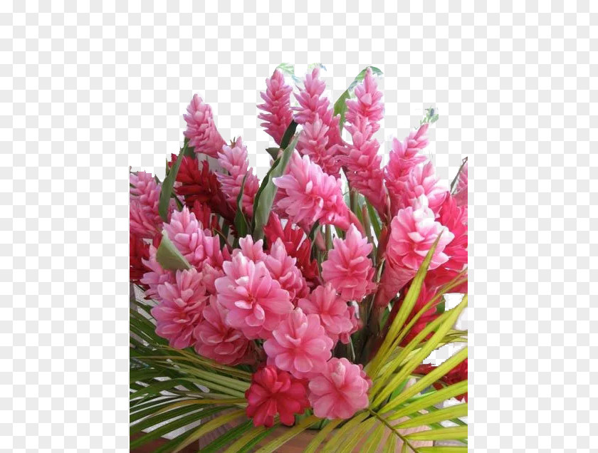 Hawaii Ginger Flowers Kauai Flower Floristry Garden Plant PNG