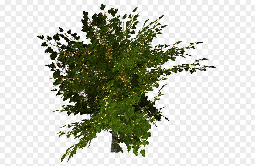 Leaf Twig PNG