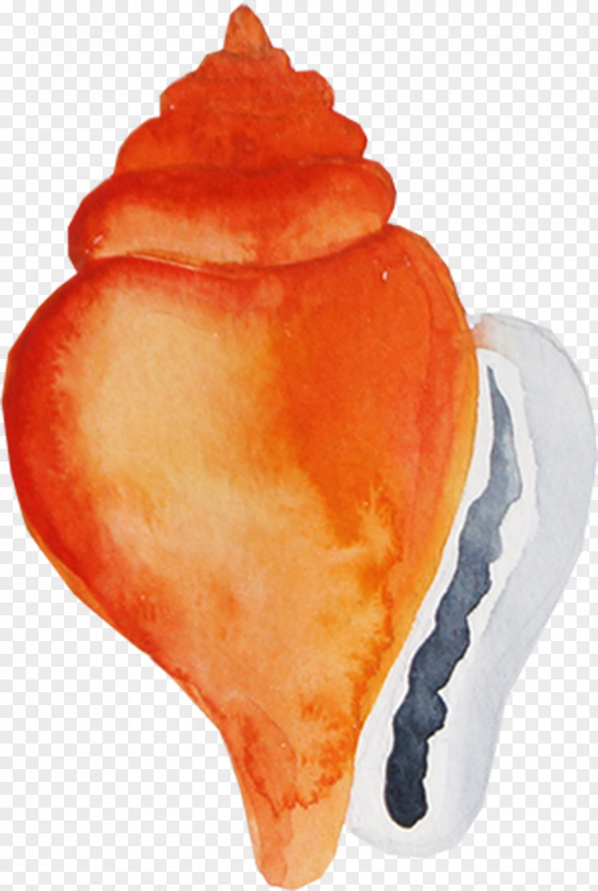 Painted Conch Sea Snail Icon PNG