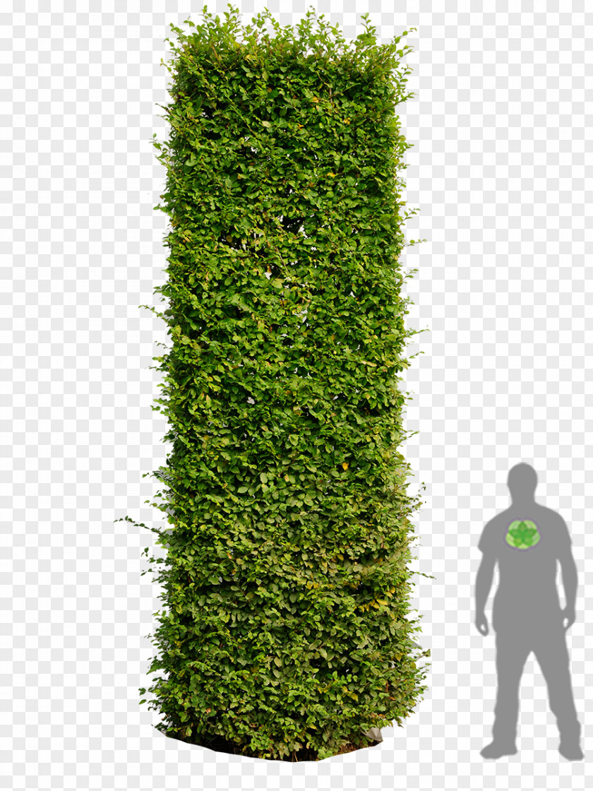 Tree Hedge Image Editing European Hornbeam PNG