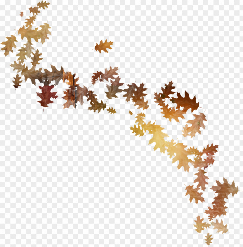 Autumn Leaves Flower Leaf Clip Art PNG