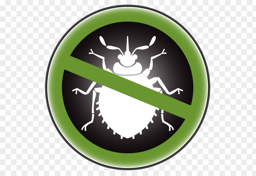 Bedbug Bed Bug Pest PNG