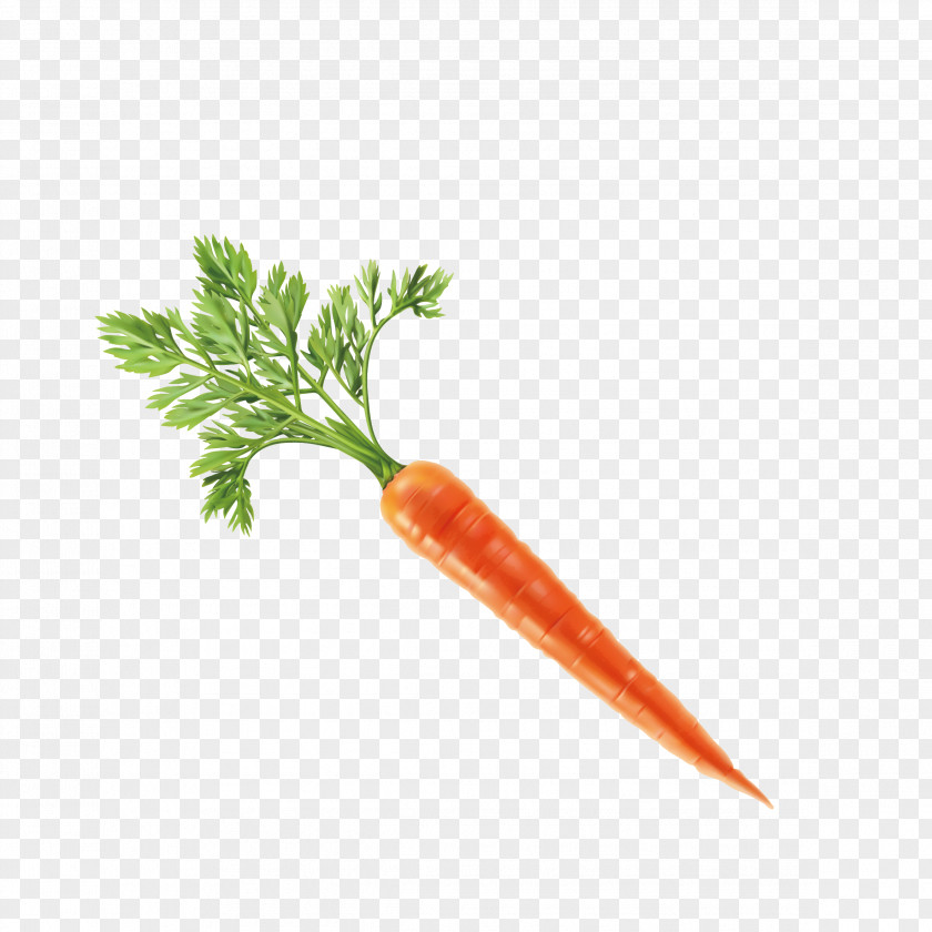 Carrot Vector Vegetable Computer File PNG