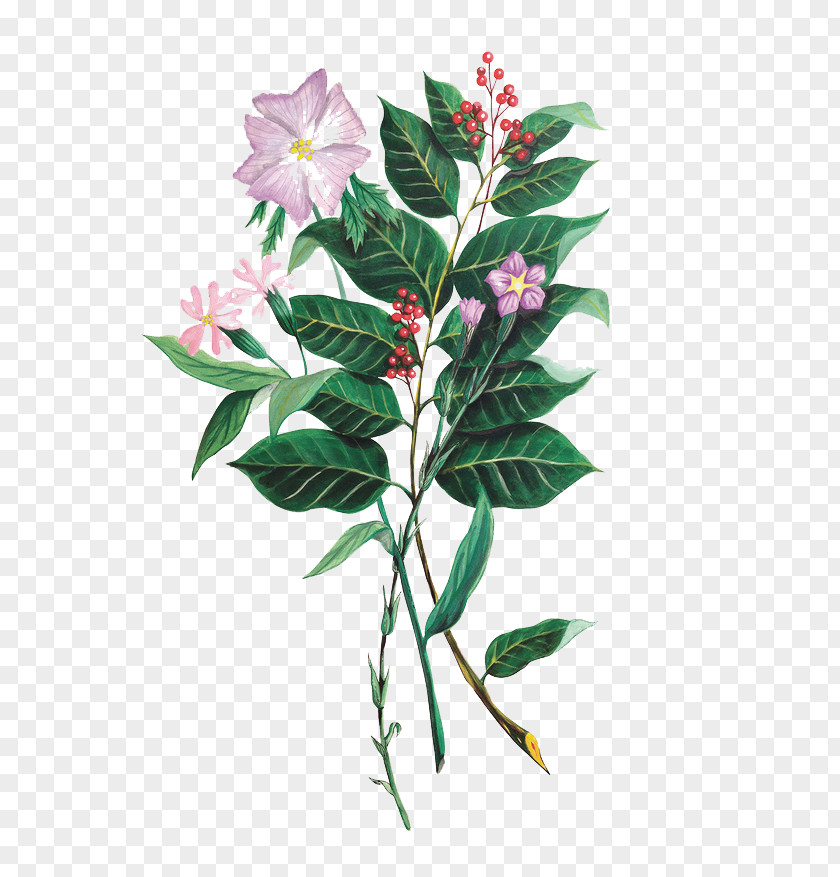 Pink Flowers Plant Adobe Illustrator PNG
