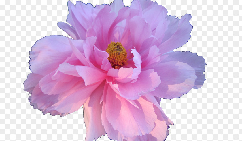 Vapor Wave Pink Flowers Rose Floral Design PNG