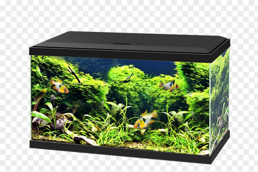 Aquariumlighting Of The Seawater Aquariums Aquarium Lighting Tropical Fish Coldwater PNG