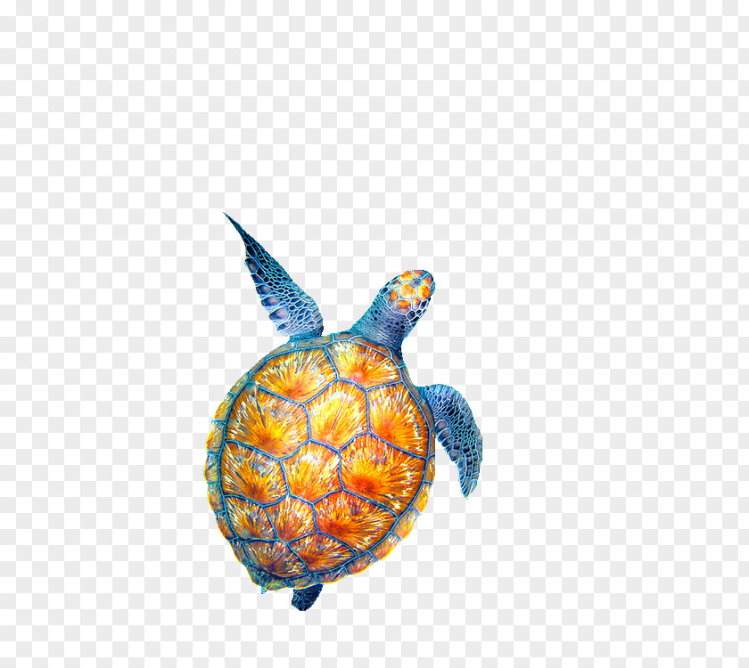 Creatures Sea Turtle Drawing PNG