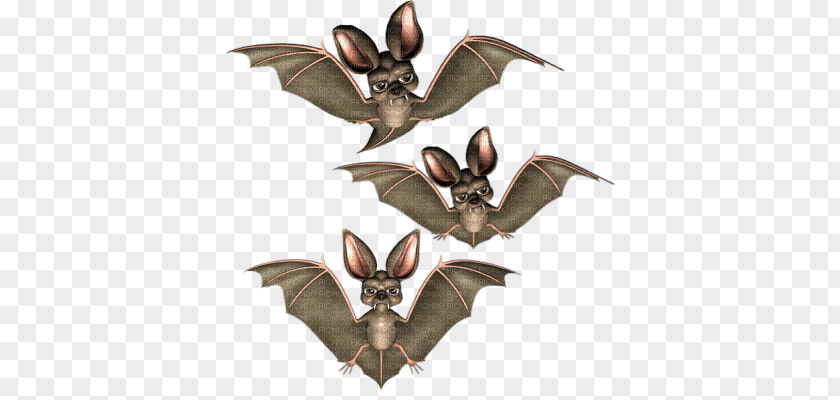 Halloween Bat Boszorkány PNG