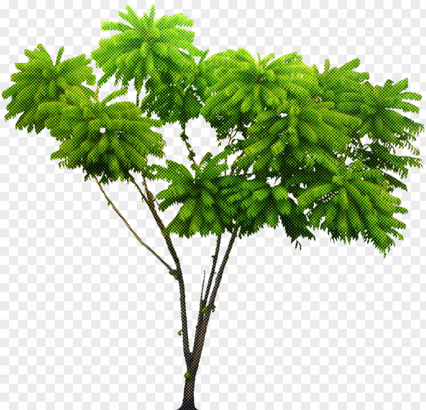 Plant Leaf Flower Tree Woody PNG