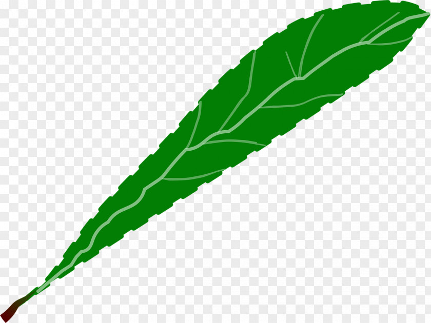 Serrated Leaf Edge Green Clip Art PNG