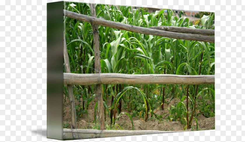 Corn Field Grasses Fence Tree Herb Family PNG