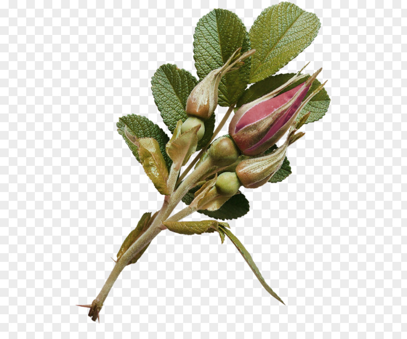 Flower Garden Roses Bud PNG