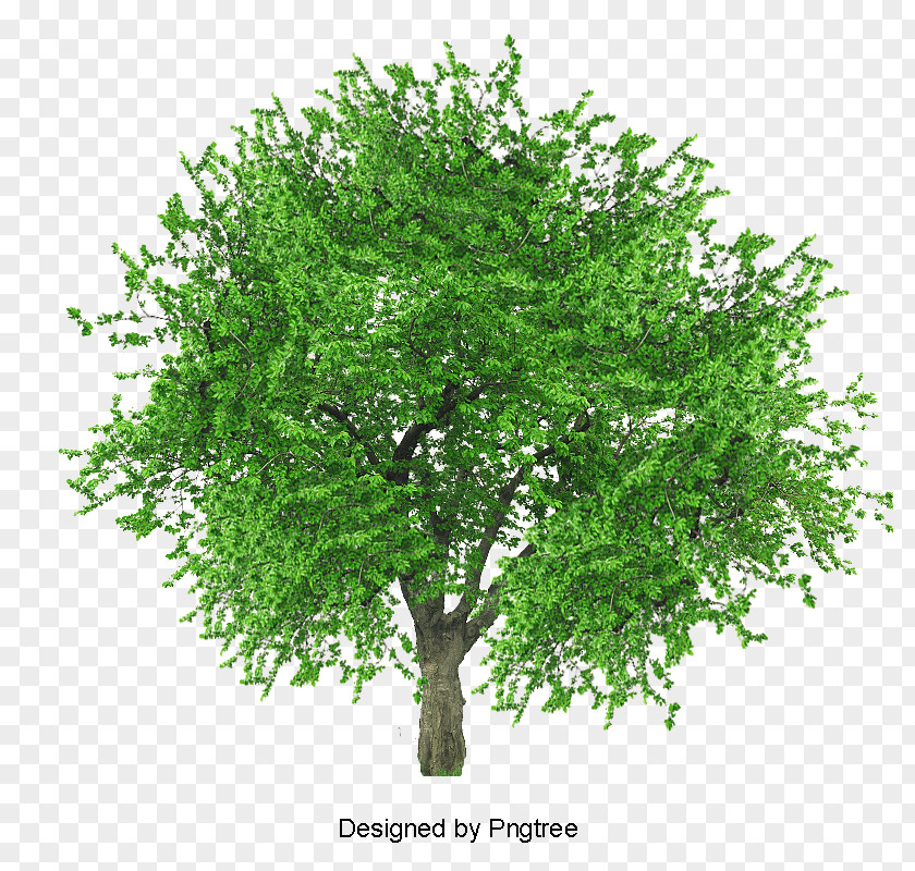 Hamburg Parsley Petroselinum Clip Art Pin Oak Tree PNG