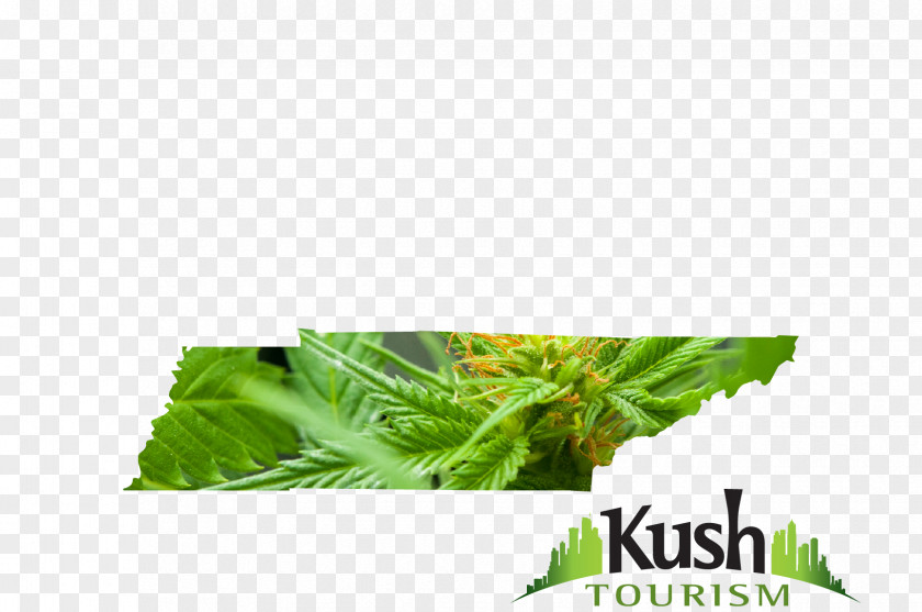 Herb Hemp PNG