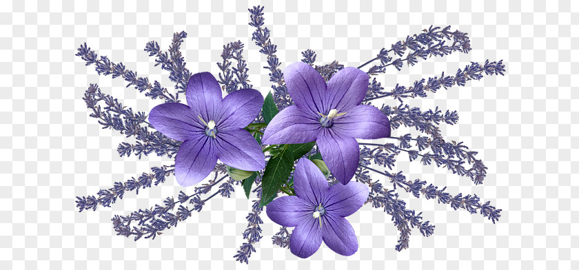 Lavender PNG