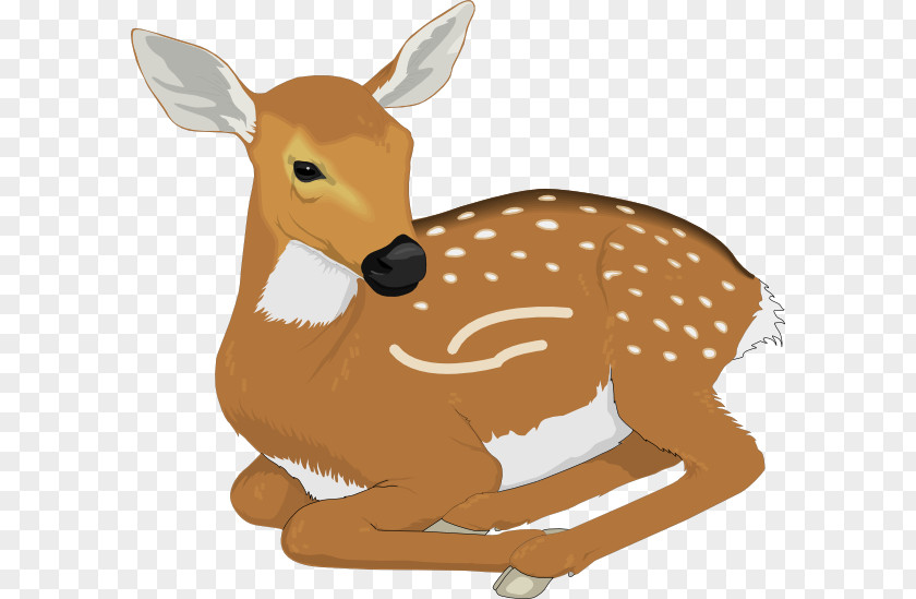 Baby Vector White-tailed Deer Fawn Clip Art PNG