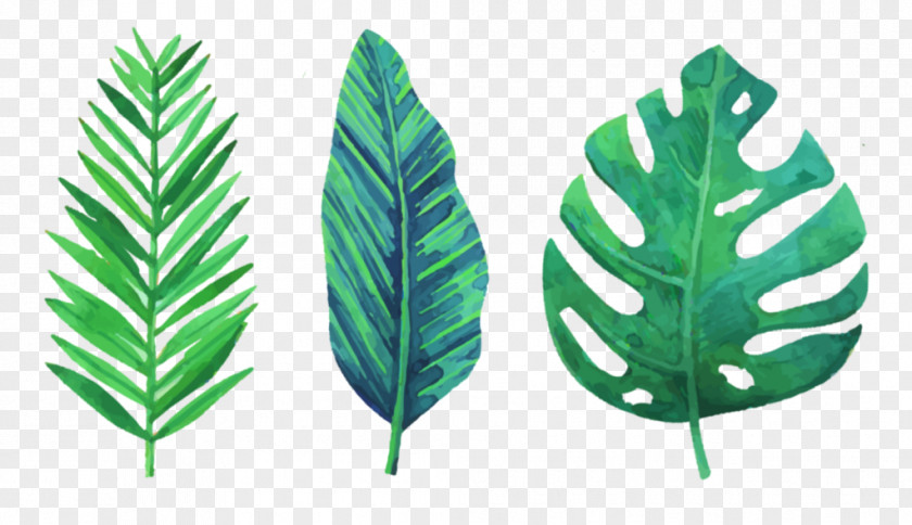 Fern PNG