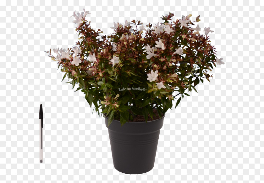 Flower Flowerpot Shrub Tree Houseplant PNG