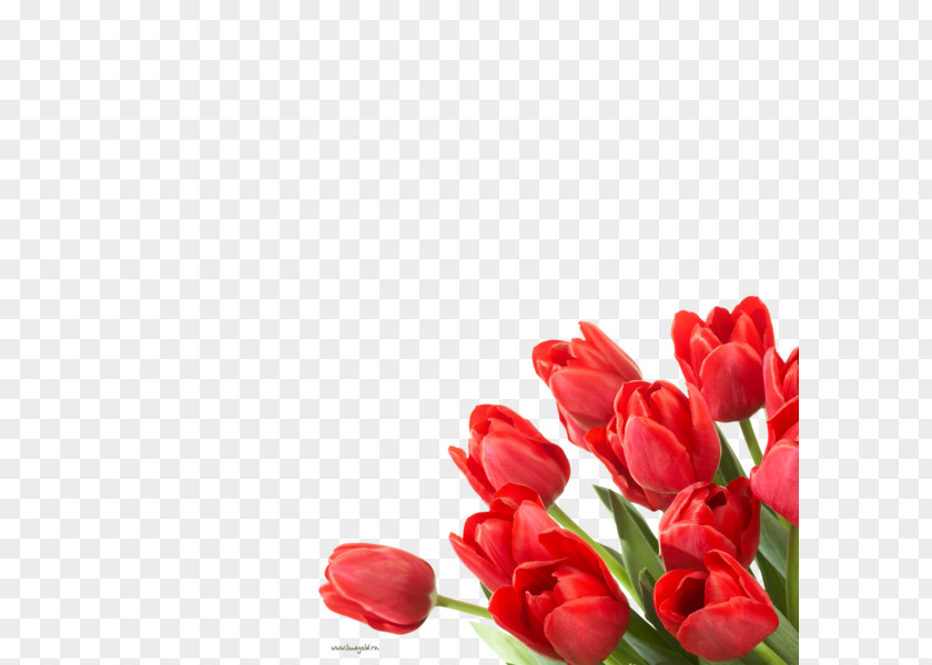Flower Tulip Desktop Wallpaper Floristry PNG