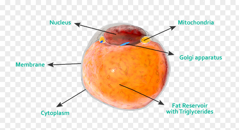 Adipose Tissue Adult Stem Cell Adipocyte PNG