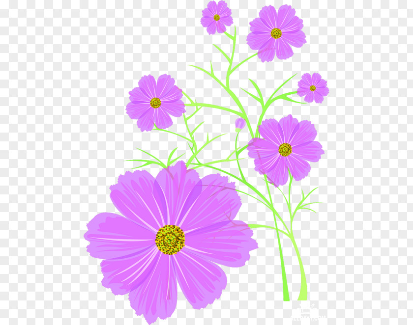 Flower Cosmos Download PNG