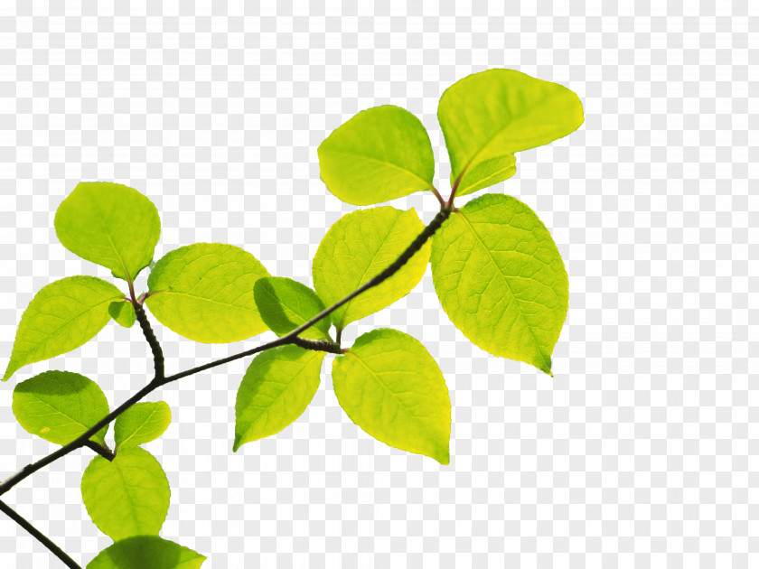 Leaf Paper Tree Photography PNG