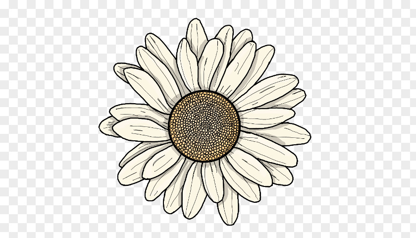 Mayweed Oxeye Daisy Sunflower PNG