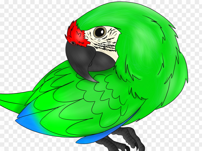 Parrot Macaw Beak PNG