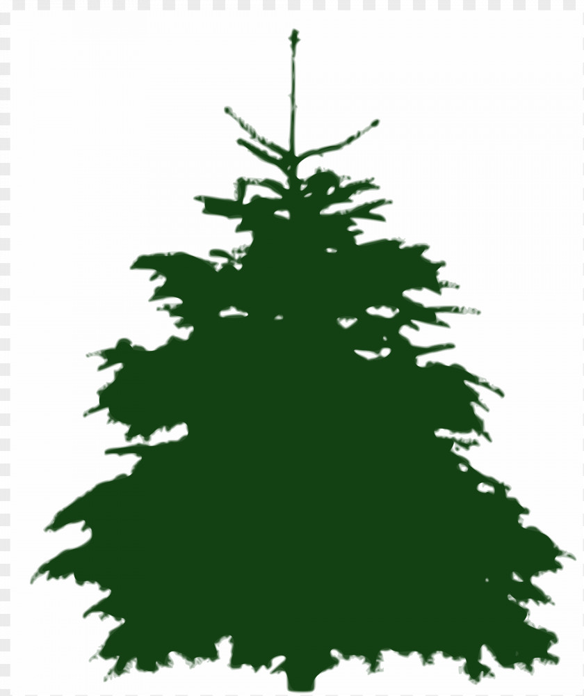 Spruce Tree Fir Silhouette PNG