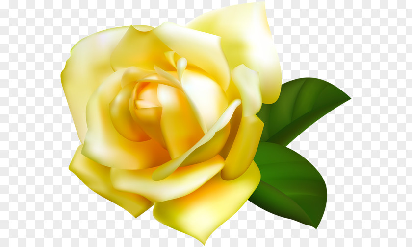 Yellow Rose Beach Garden Roses Flower Clip Art PNG