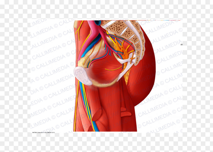 Hip Anatomy Muscle Muscular System Nerve PNG