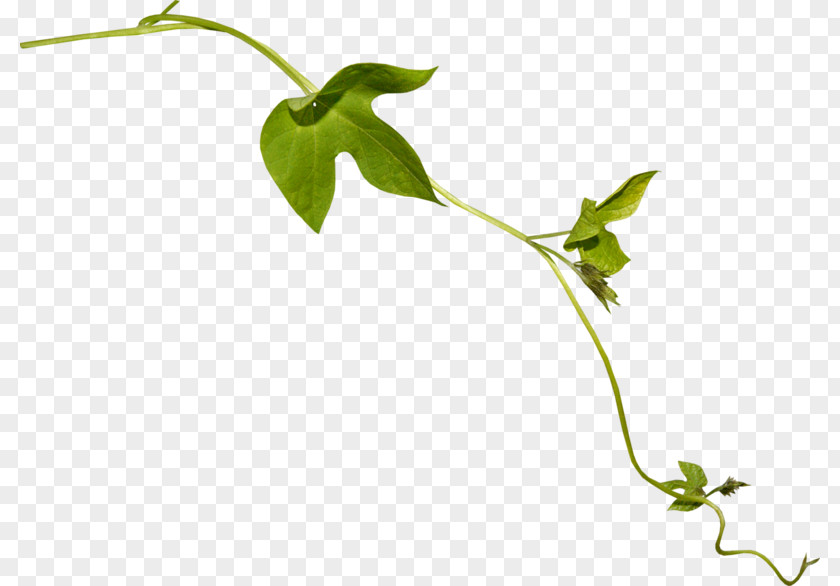 Leaf Twig Plant Stem Flower Vine PNG