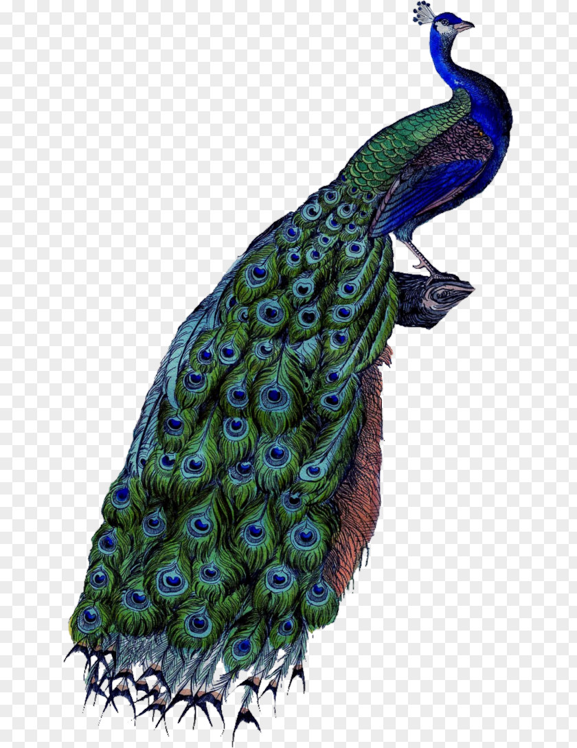 Peacock Peafowl Clip Art PNG