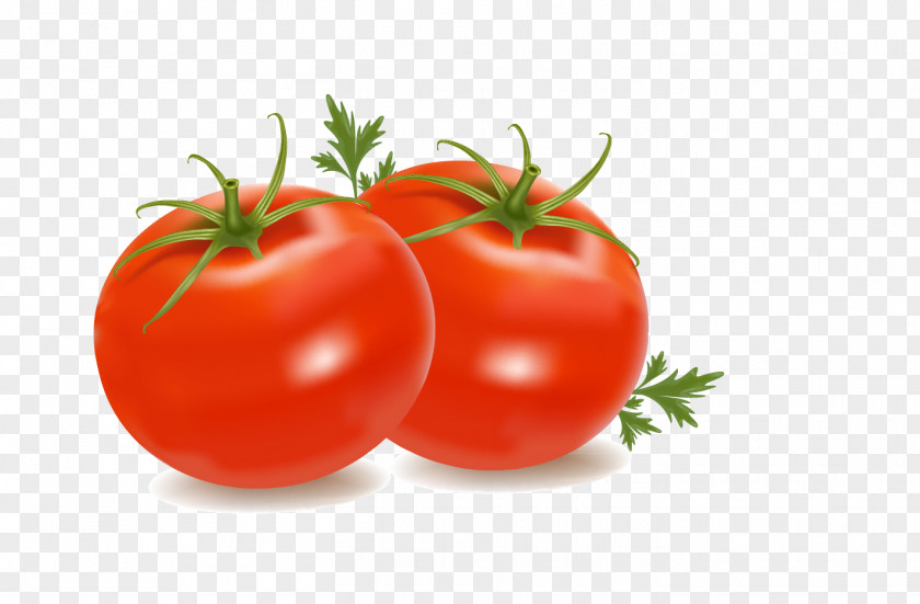 Plant Plum Tomato PNG