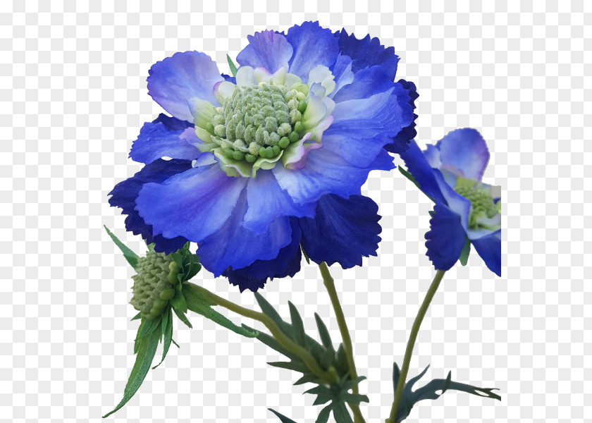 Scabiosa Anemone Larkspur Cut Flowers Aster Annual Plant PNG