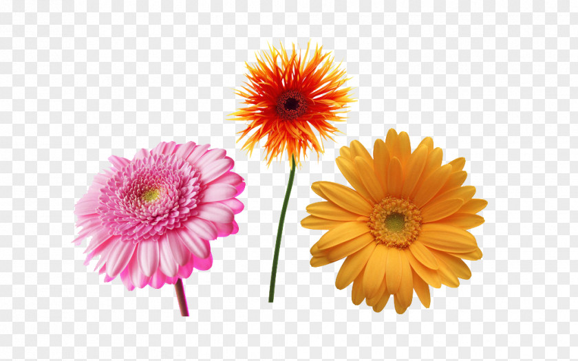 Sunflower Transvaal Daisy Common Free Content Clip Art PNG