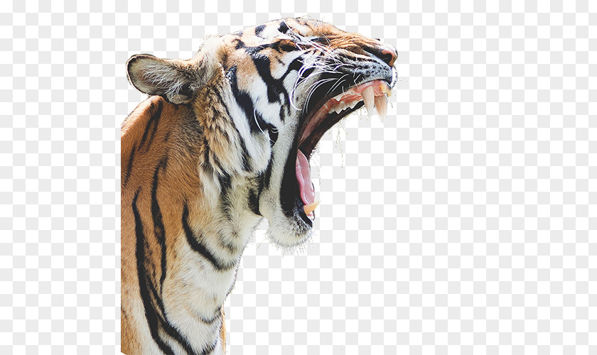 Tigers Roar Felidae Bengal Tiger Lion Cougar Cat PNG