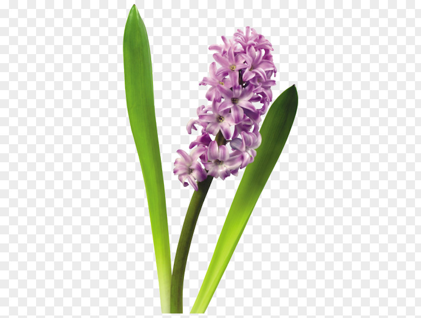 Forgetmenot Hyacinth Flower Clip Art PNG