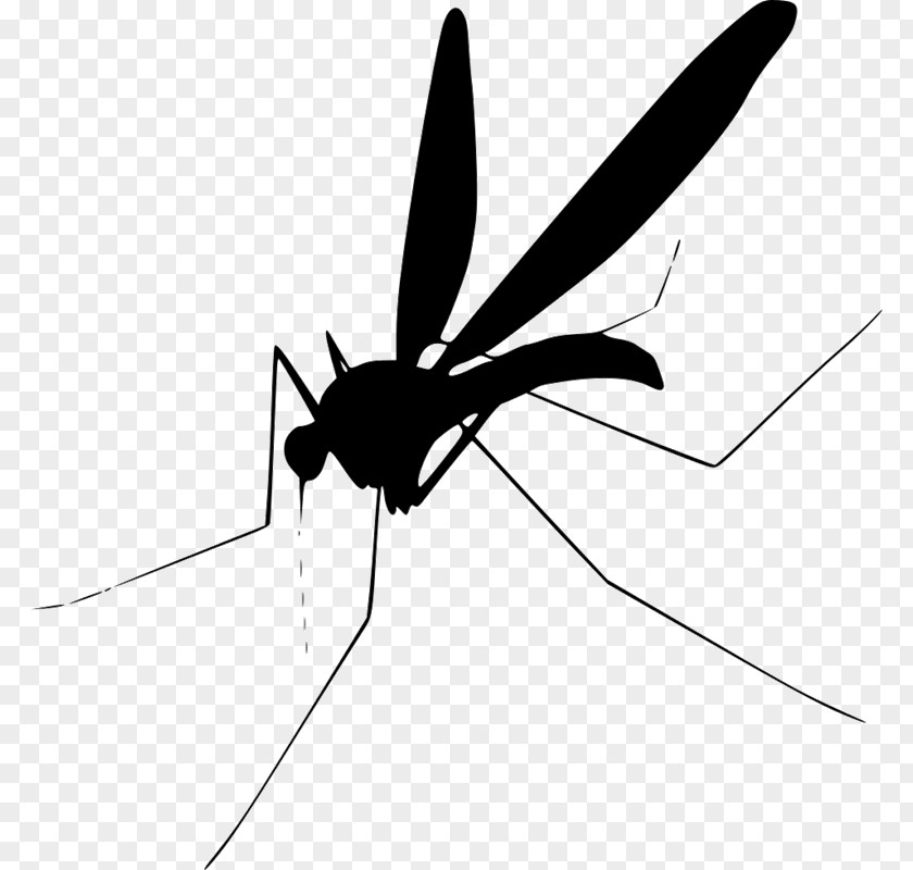 Mosquito Clip Art PNG