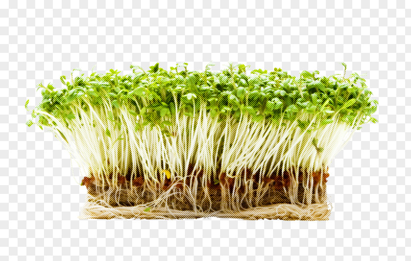 Sprouted Wheat Crop Alfalfa Sprouts Grass Plant Garden Cress Sprouting PNG