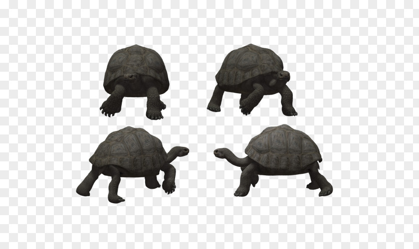 Crawling Stone Turtle Design Tortoise Reptile PNG