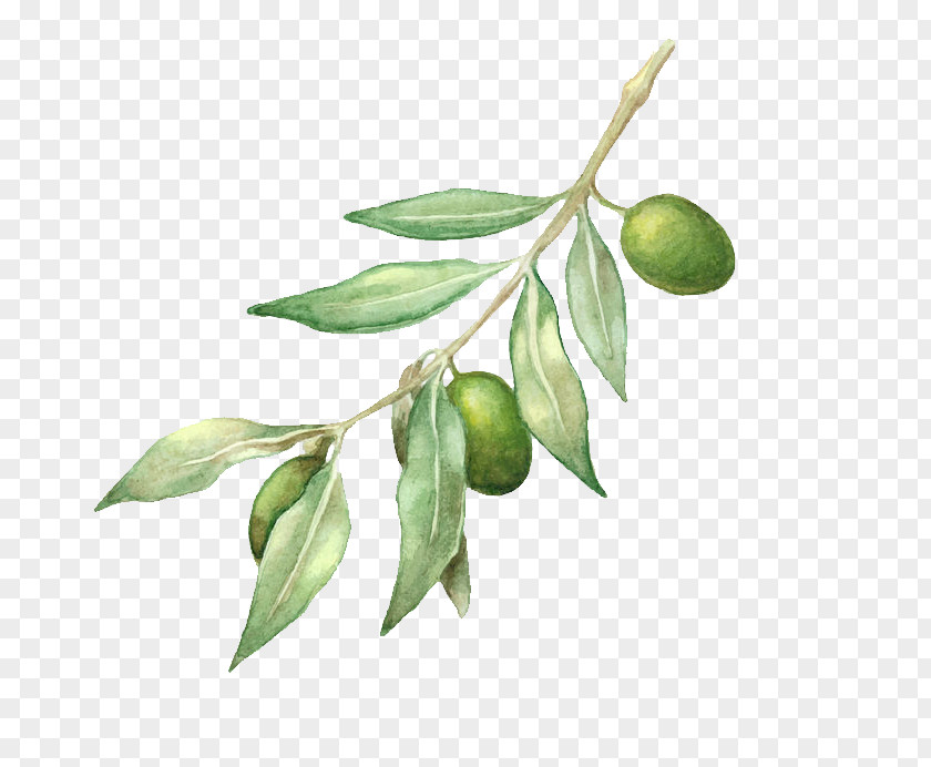 Olive Oil Branch Drawing PNG