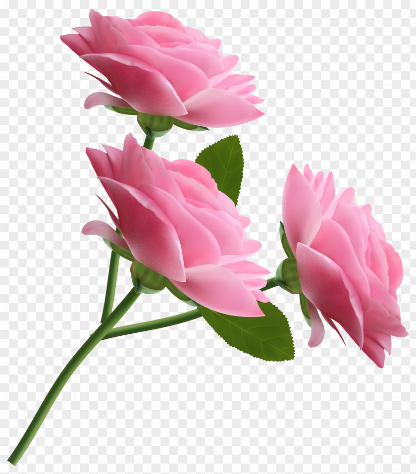 Pink Roses Transparent Clipart Rose Clip Art PNG