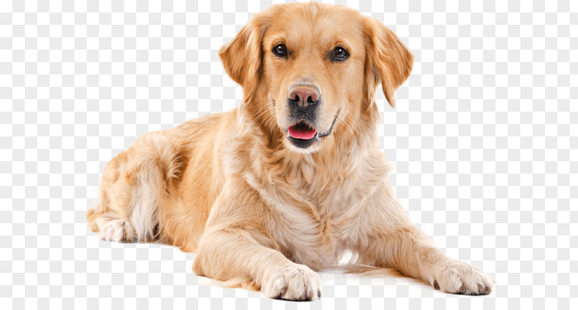 Snout Sporting Group Dog Golden Retriever Companion PNG