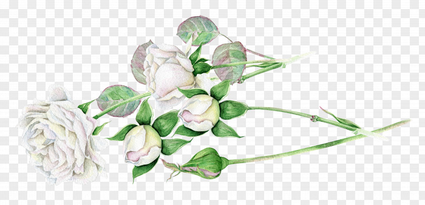 White Roses Bones Floral Design PNG