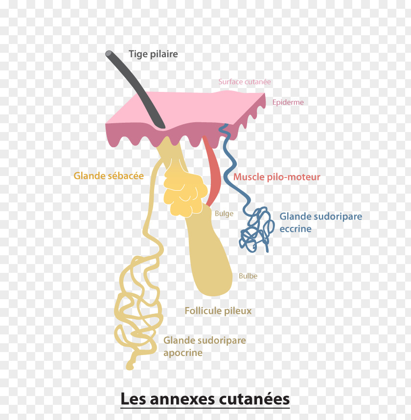 Bulbe Eccrine Sweat Gland Apocrine Sebaceous PNG