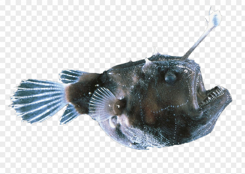 Deep-sea Fish Black Seadevil Anglerfishes Deep Sea Red-lipped Batfish PNG