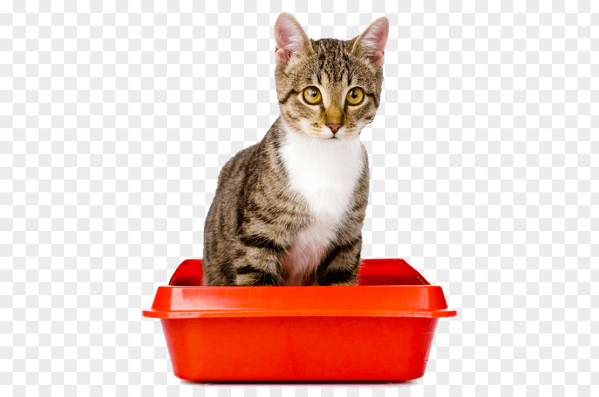 Kitten Cat Litter Trays Why Does My -? Persian Health PNG