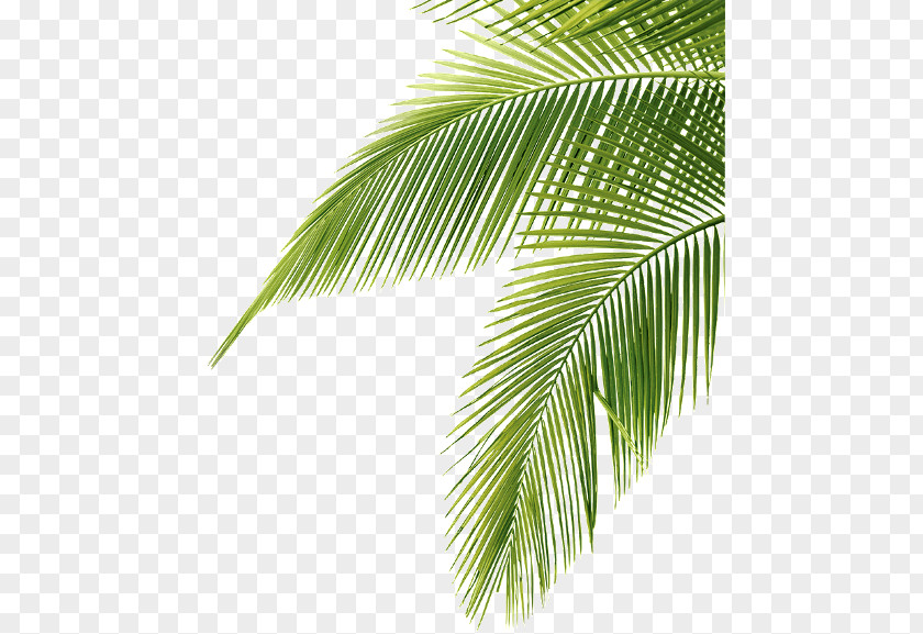 Leaf Palm Trees Clip Art Image JPEG PNG