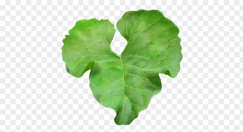 Leaf Vegetable Spring Greens Flower PNG